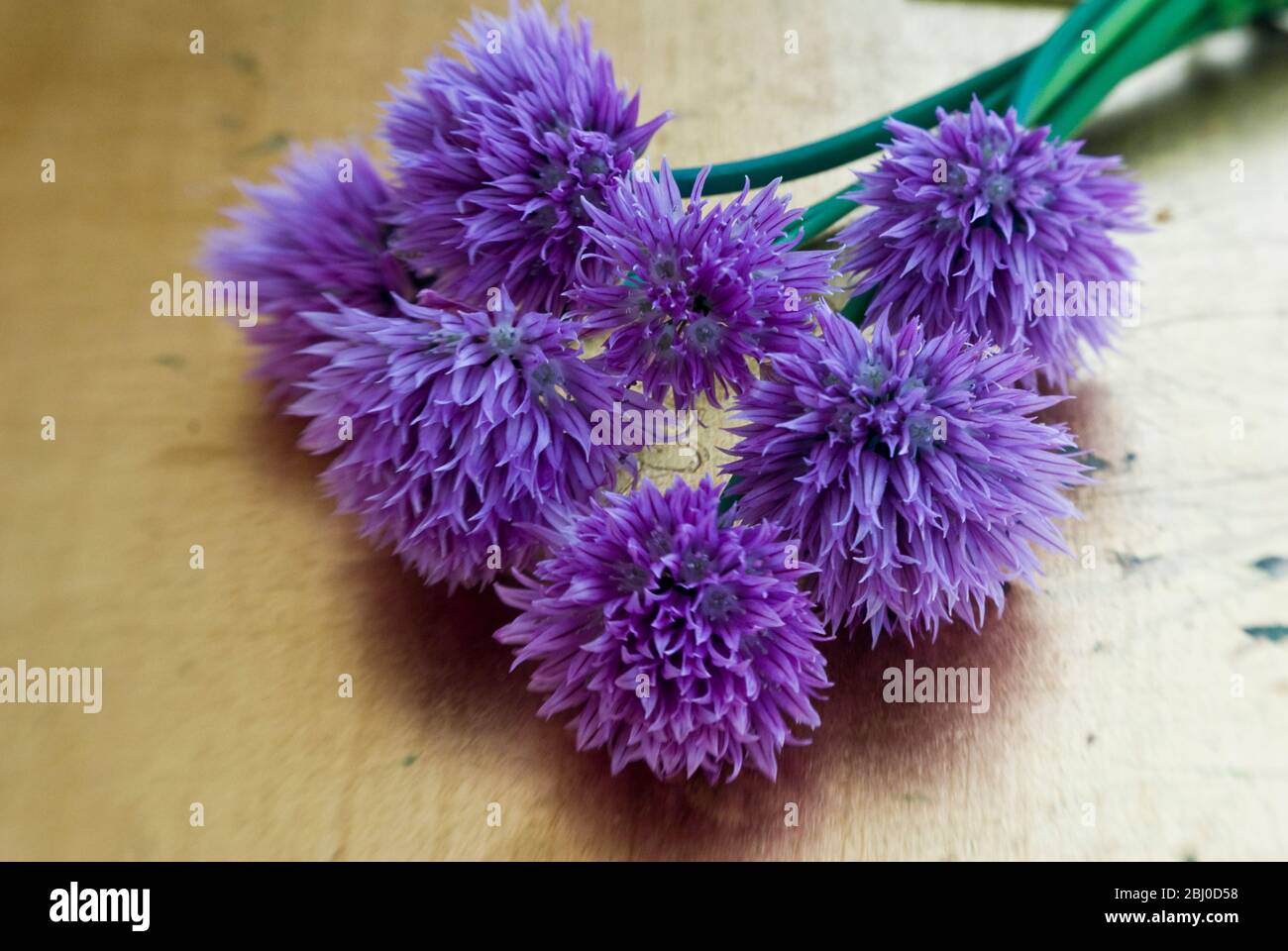 Primo piano di fiori di erba cipollina recisi - Foto Stock