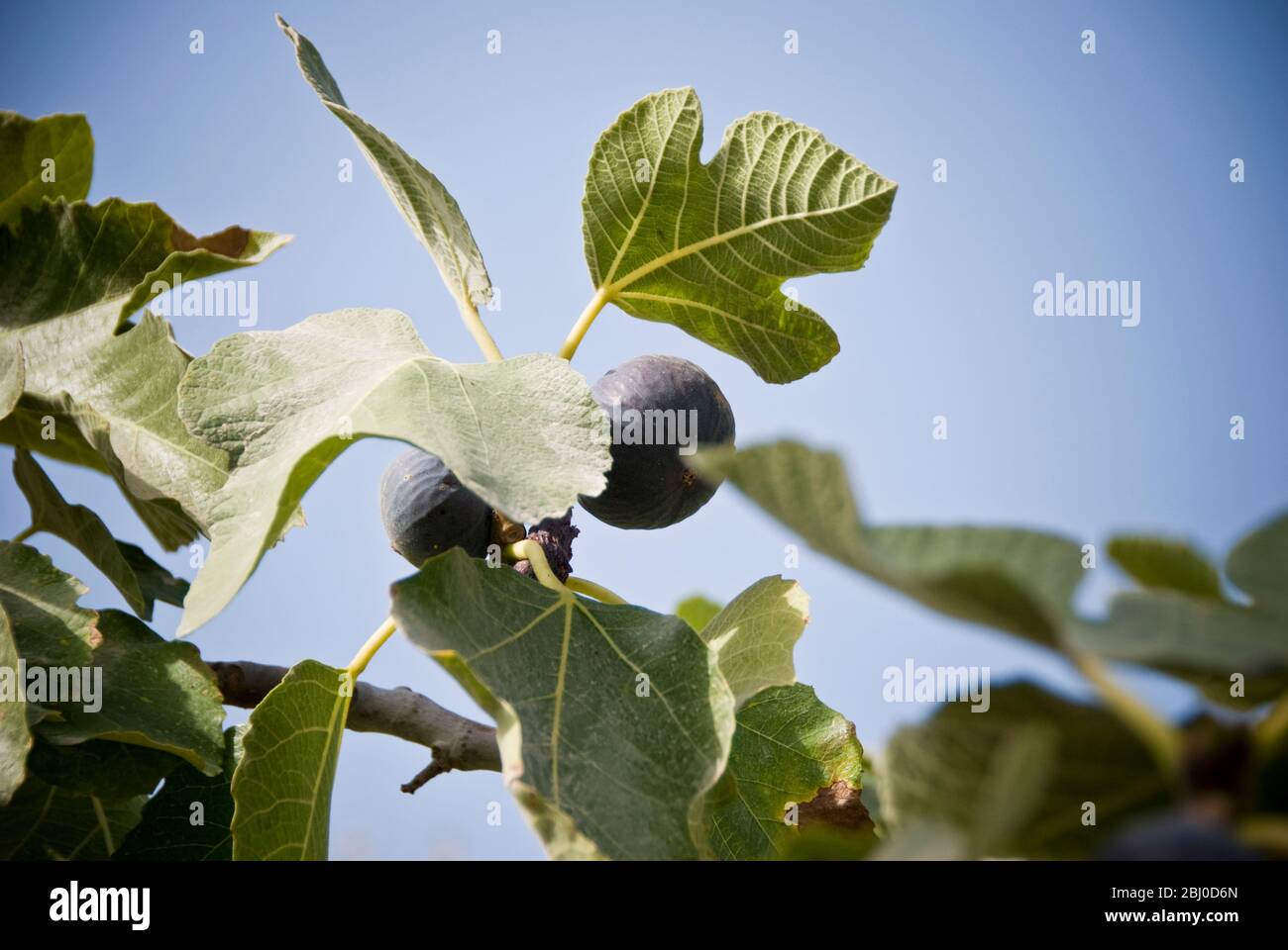 Fichi maturi che crescono su alberi al sole di Cipro - Foto Stock