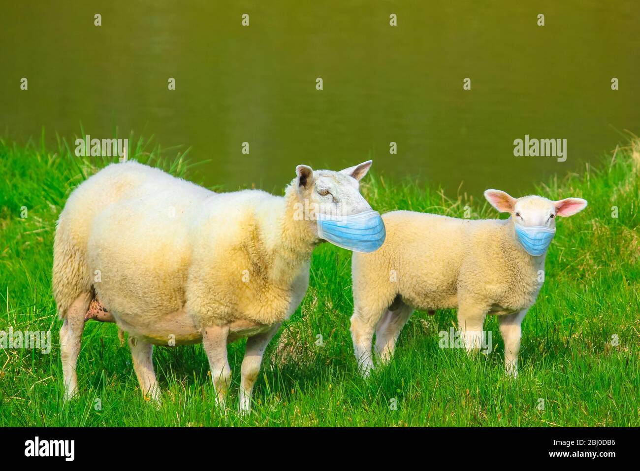 Gugini con maschera chirurgica facciale. Concetto di immunità di mandria, conformismo e comportamento di massa con distanza sociale per focolaio pandemico COVID-19. Nuovo Foto Stock