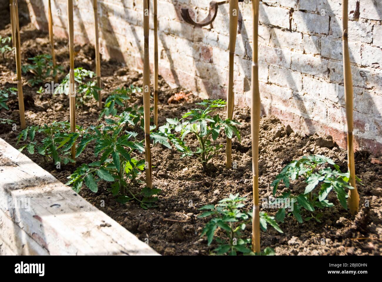 Piante di pomodoro che crescono in vecchia serra in giardino cucina tradizionale - Foto Stock