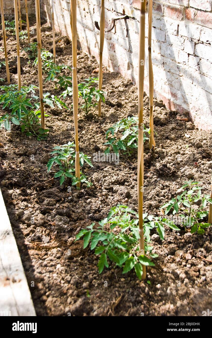 Piante di pomodoro che crescono in vecchia serra in giardino cucina tradizionale - Foto Stock