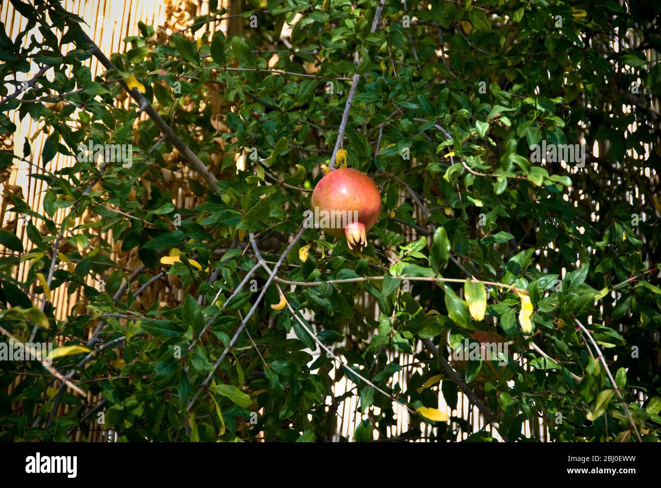 Melograno appeso in albero nel sud di Cipro - Foto Stock
