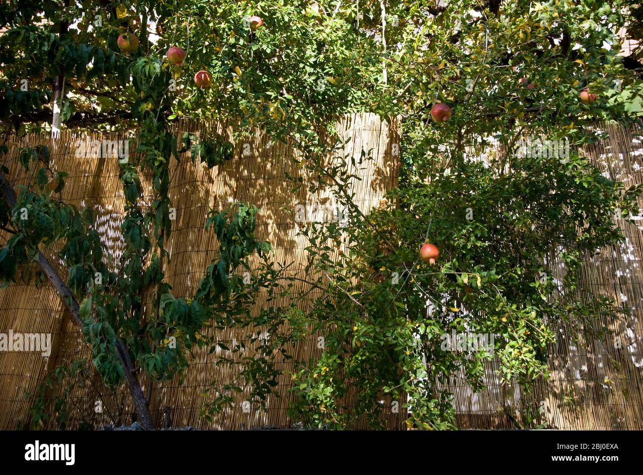 Melograni che crescono in alberi nel sud di Cipro - Foto Stock