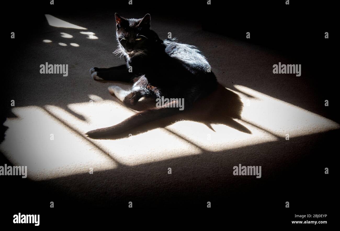 Gatto sul tappetino al sole. Thaxted aprile 2020 Louise 18 anni parte Siamese gatto domestico si siede al sole sul tappeto. Foto Stock