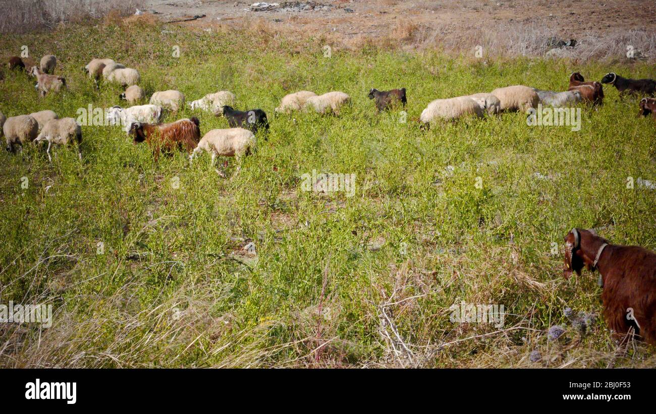 Pecore con corna arricciata, lop-eed che pascolano su campi asciutti nel sud di Cipro - Foto Stock