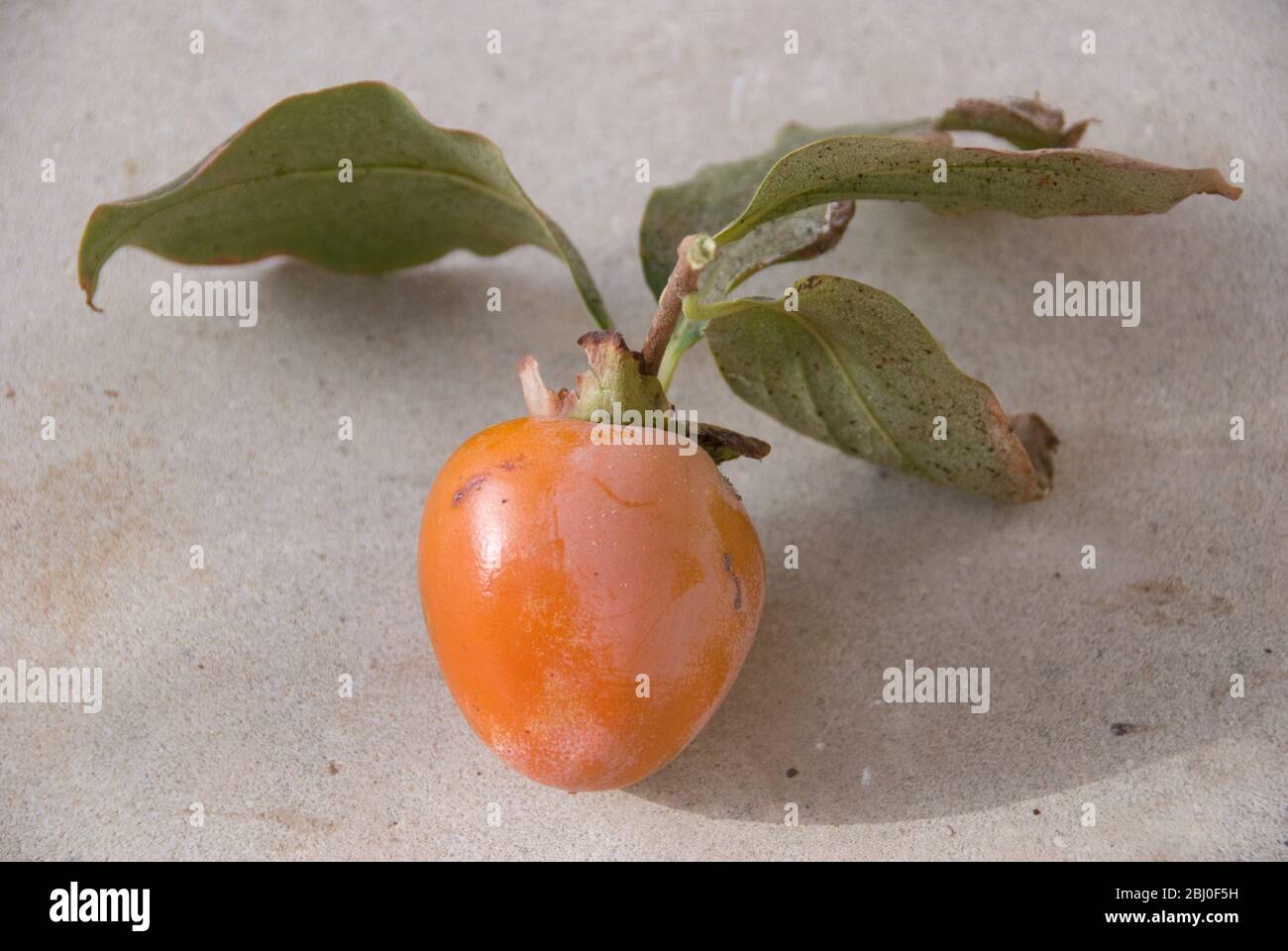 Persimmons appena raccolti dall'albero nel sud di Cipro. - Foto Stock