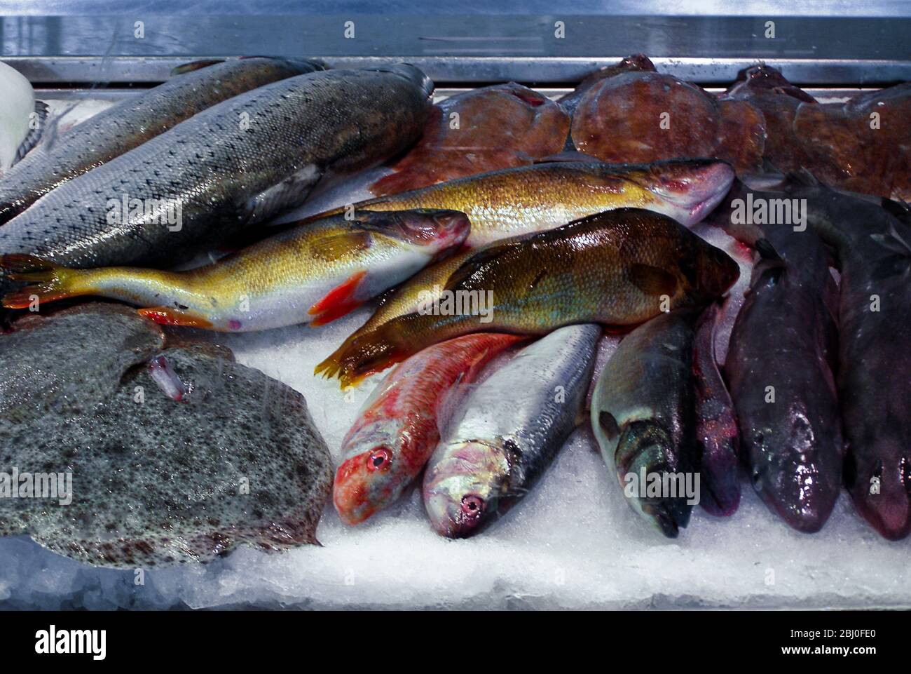 Pesce fresco su ghiaccio al bancone della "Feske KÌ¦rka", il principale mercato ittico di Gothenburg, Svezia. - Foto Stock