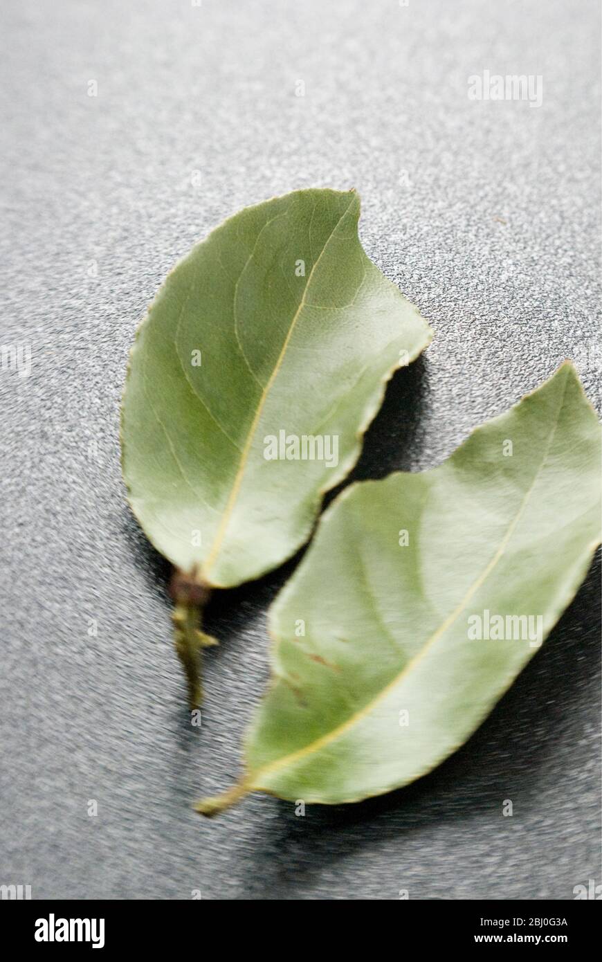 Bay lascia su una superficie di plastica scura. La foglia di alloro (Daphni greco, Foi de Dafin rumeno) è la foglia aromatica di diverse specie della famiglia Laurel (Lau Foto Stock