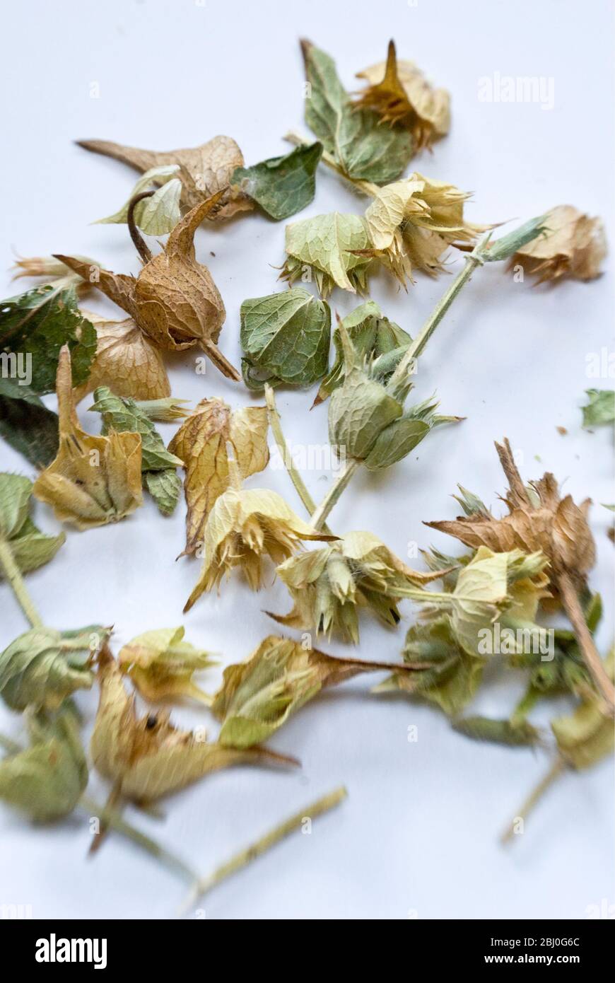 Fiori di tiglio secchi per tisane o tisane - Foto Stock