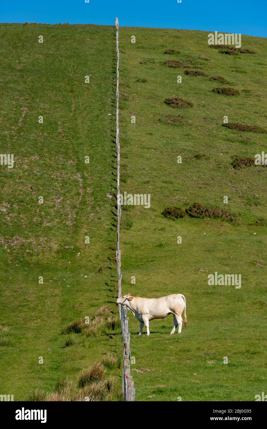 Mucca pascolo in montagna, valle di Erro, Navarra, Spagna Foto Stock