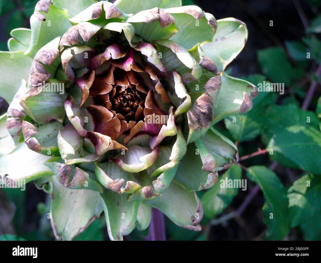 Crescita del carciofo globo. Il carciofo di globo (Cynara scolymus) è una specie di carciofo. La parte commestibile della pianta è la base (recipiente) della A. Foto Stock