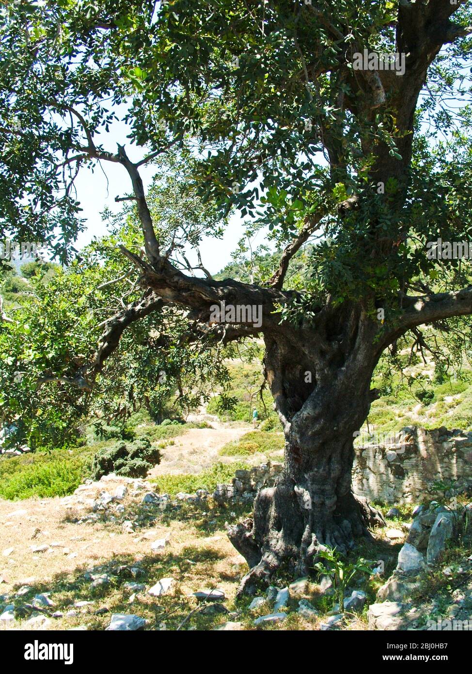 Vecchio ulivo, sulla piccola isola al largo della costa meridionale della Turchia. - Foto Stock