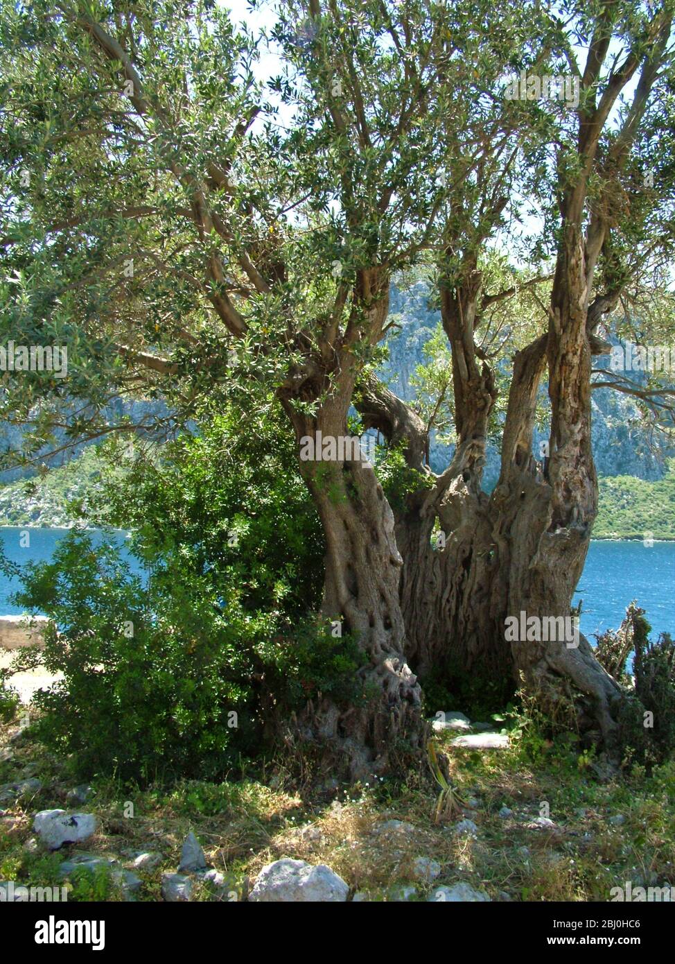 Antico ulivo, sulla piccola isola al largo della costa meridionale della Turchia. - Foto Stock
