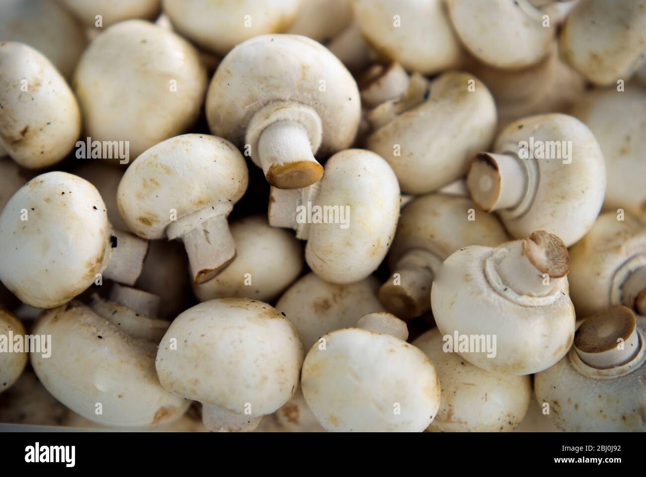 Funghi crudi interi e freschi. - Foto Stock