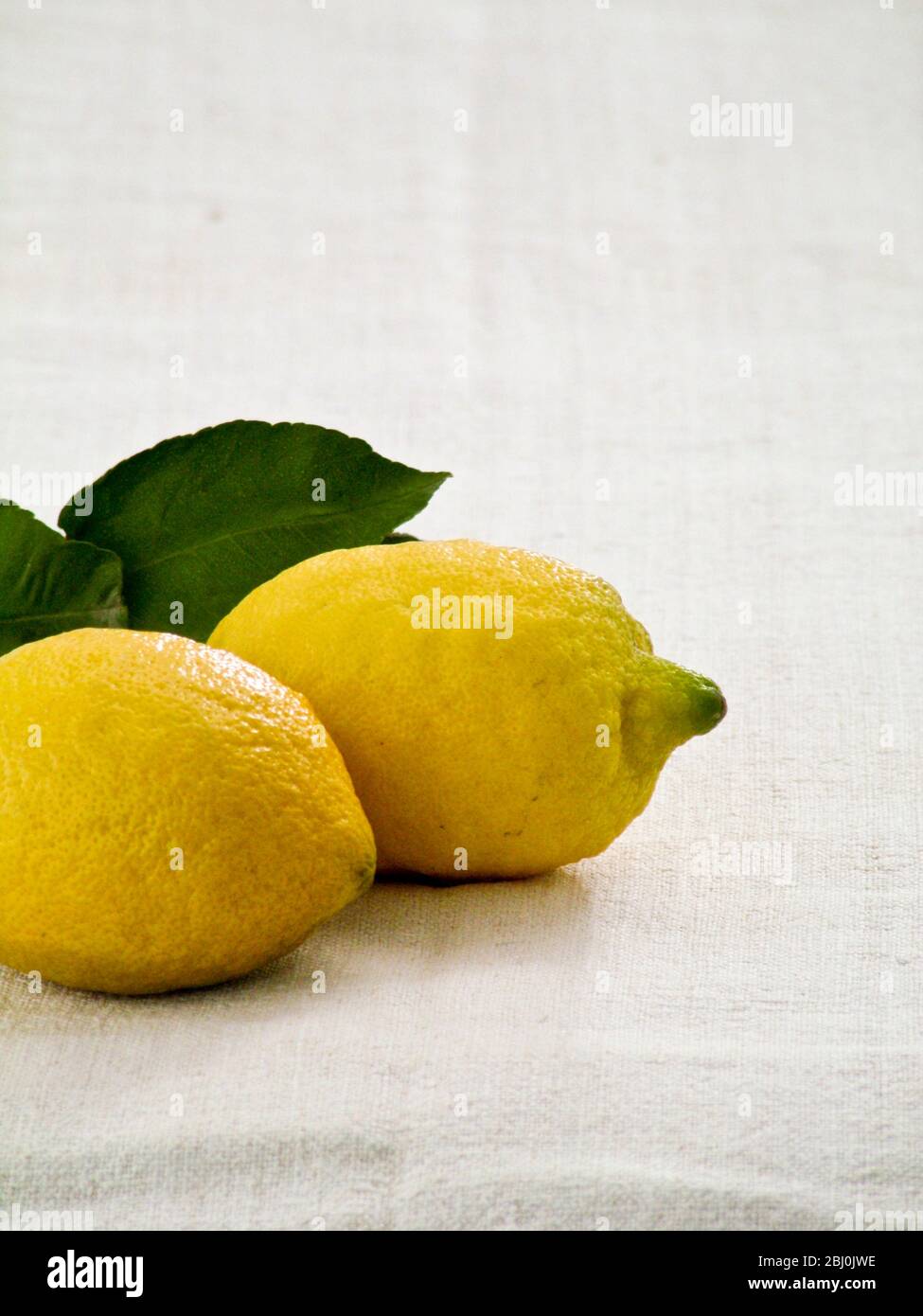 Due limoni interi con foglie su fondo di tela bianca - Foto Stock