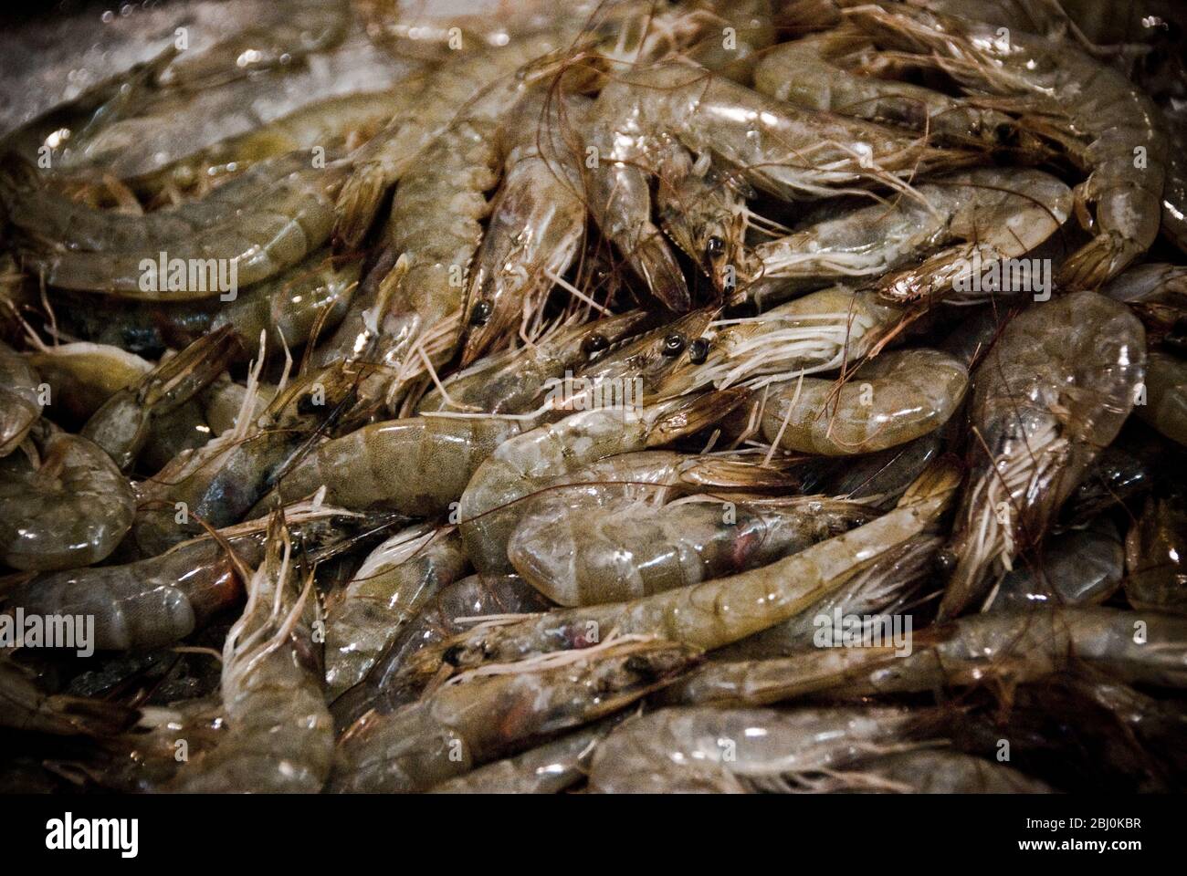 Gamberetti crudi sul banco dei pesci del mercato coperto a Limassol, Cipro - Foto Stock