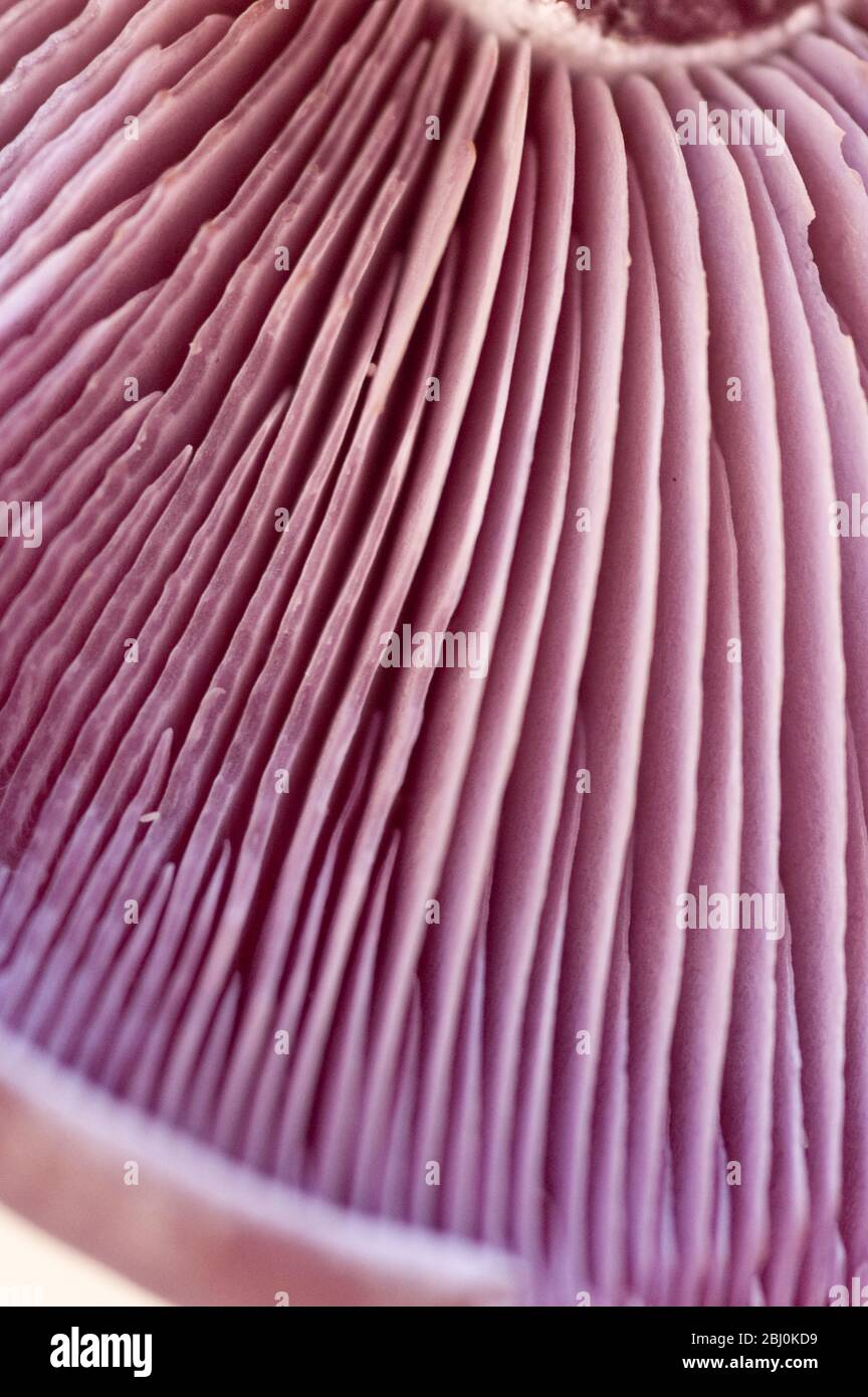 Particolare di legno blewit (lepista nuda) che mostra branchie. - Foto Stock