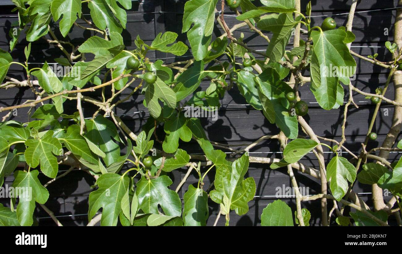 Fichi crescere contro il nero dipinto muro di legno in Kent UK - Foto Stock