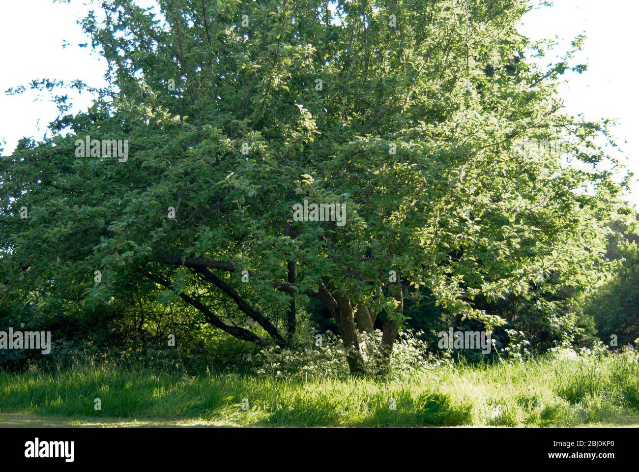 Albero di mele in erba lunga in giardino vecchio di Kentish, Regno Unito - Foto Stock