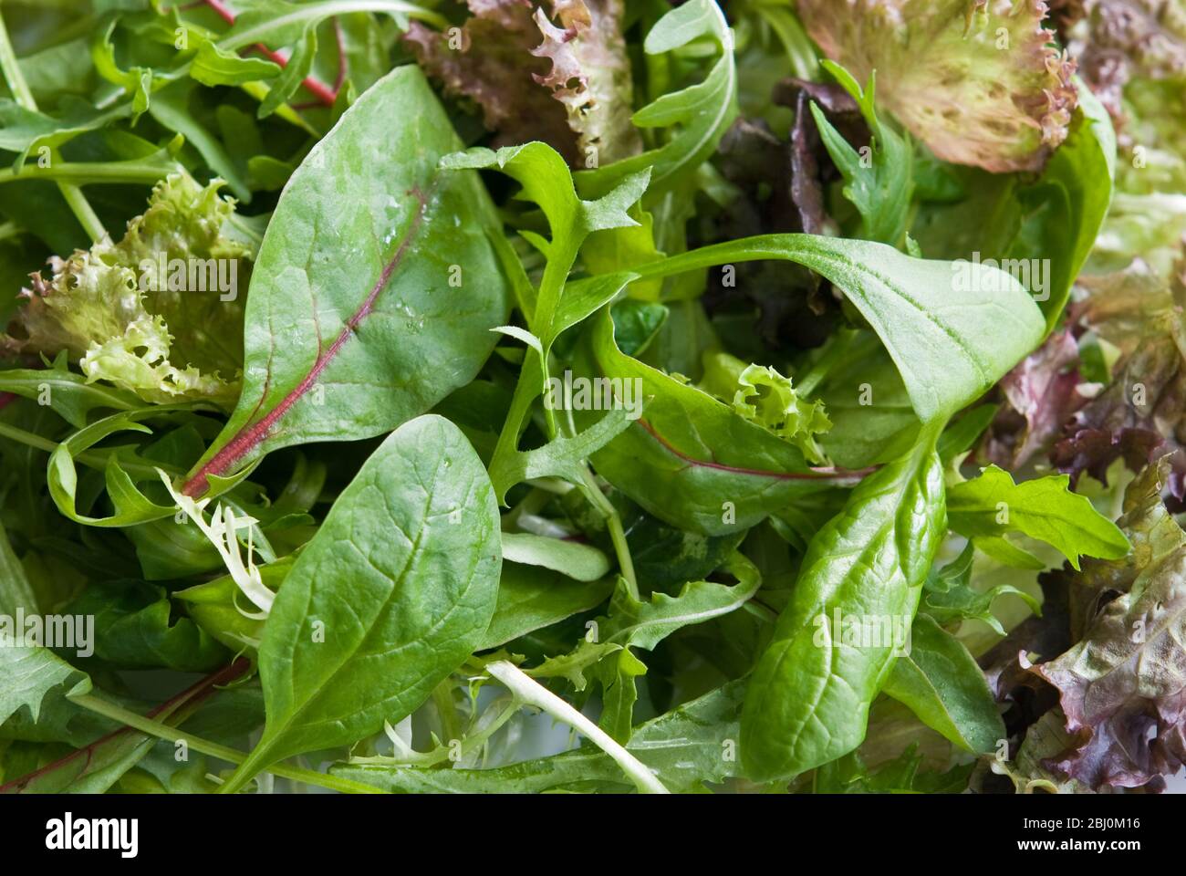 Foglie di insalata miste. Una miscela di foglie del bambino - Foto Stock