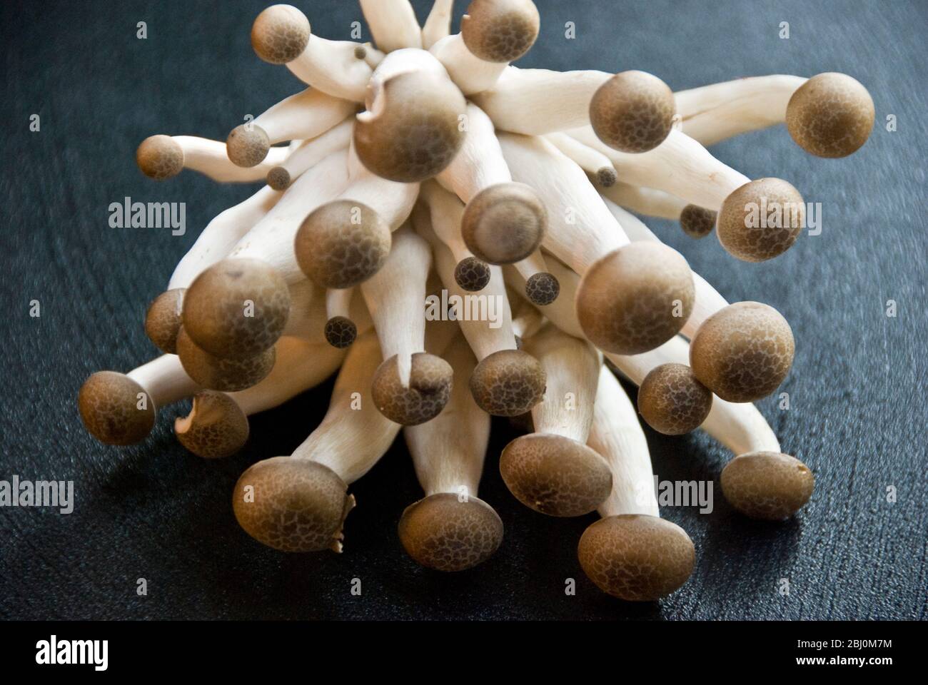 Funghi coltivati esotici - Clamshell marrone - Foto Stock