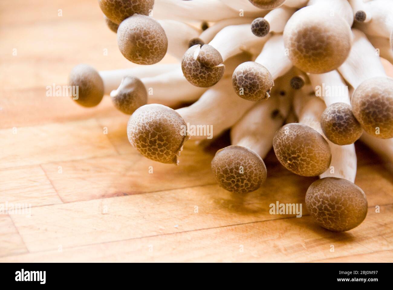 Funghi coltivati esotici - Clamshell marrone - Foto Stock