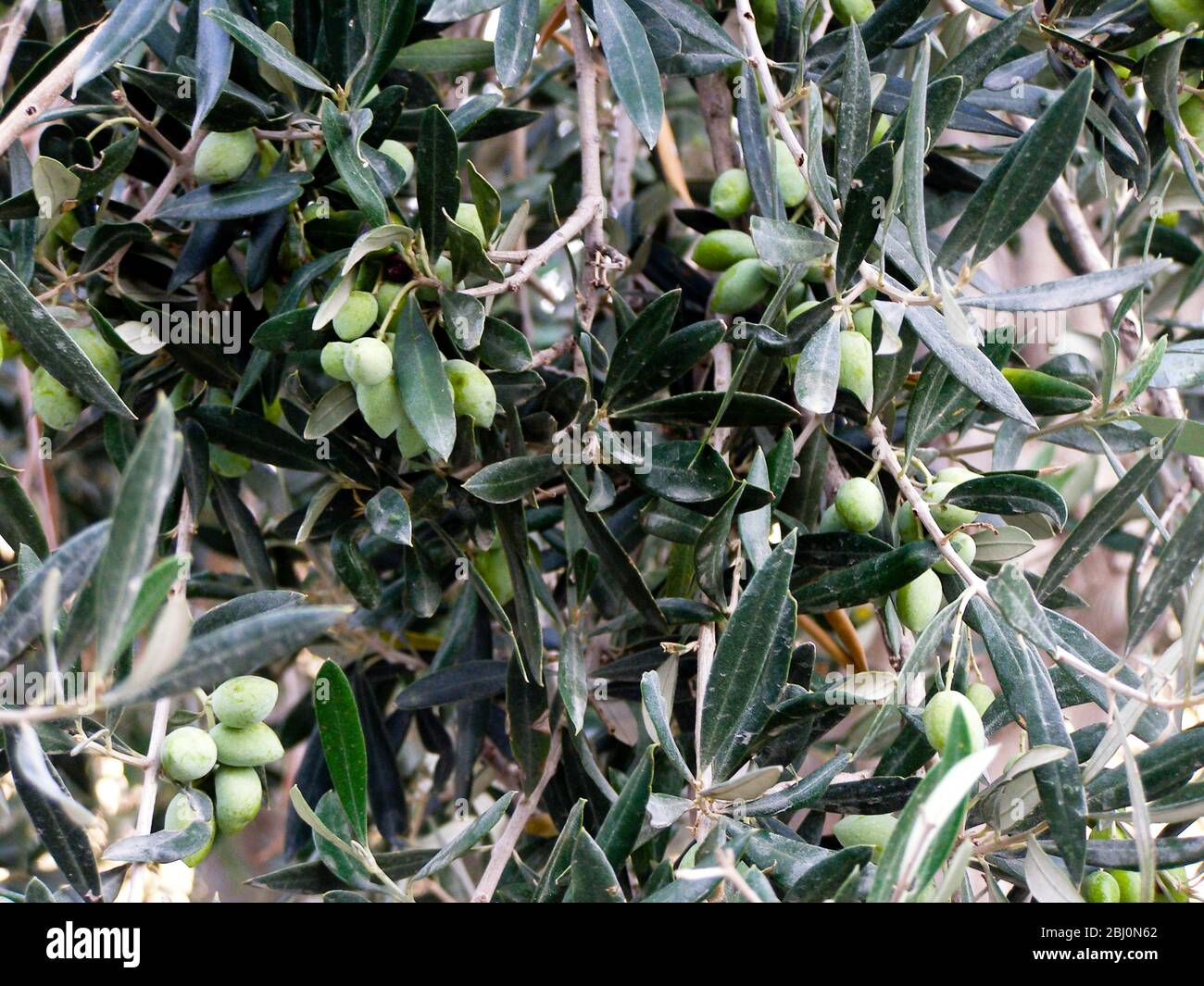 Olive maturate su albero nel sud di Cipro - Foto Stock