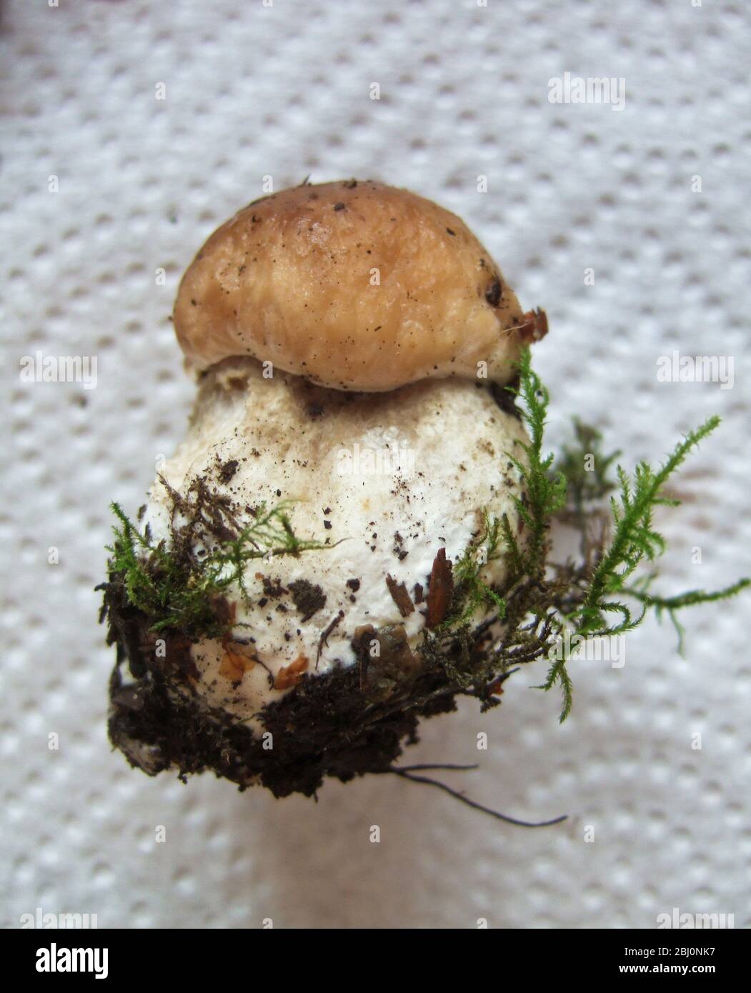Singolo appena selezionato penny giovane fungo pronto per essere pulito - Foto Stock