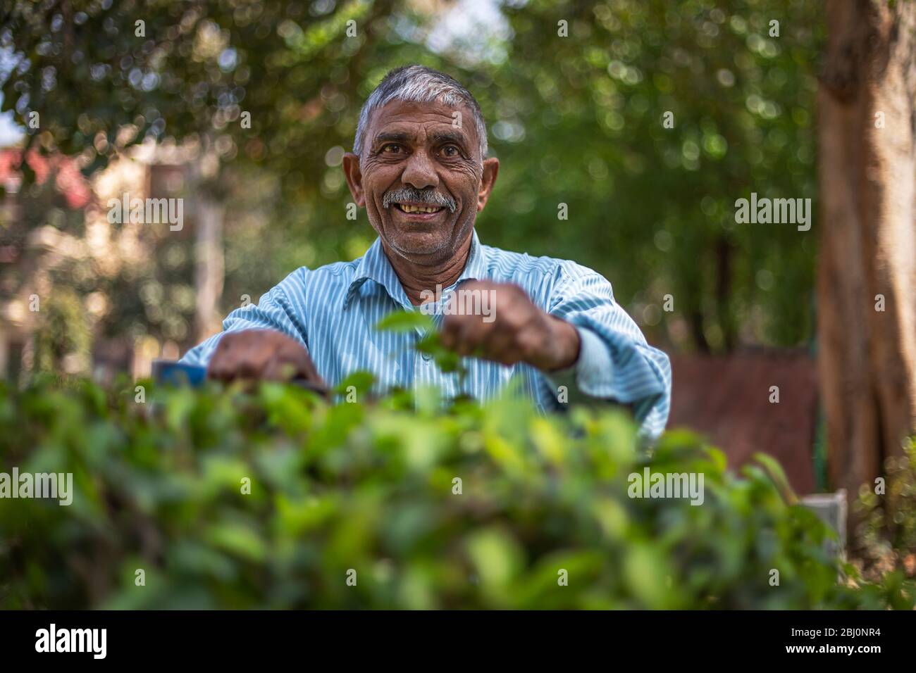 Giardiniere che si prende cura del giardino rifilando cespugli. (Uomo comune) Foto Stock