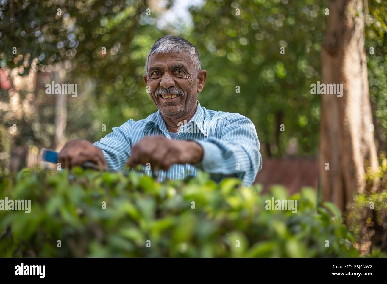 Giardiniere che si prende cura del giardino rifilando cespugli. (Uomo comune) Foto Stock