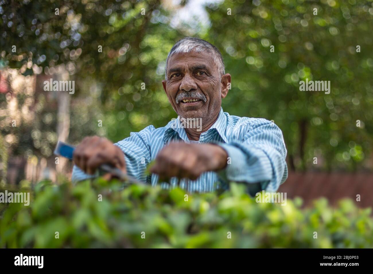 Giardiniere che si prende cura del giardino rifilando cespugli. (Uomo comune) Foto Stock