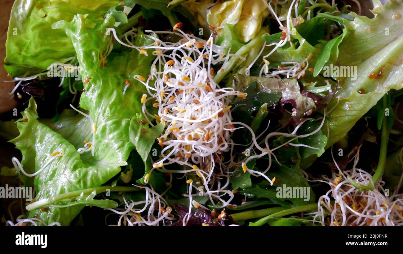 Insalata sana di foglie di lattuga mista e germogli di erba medica - Foto Stock