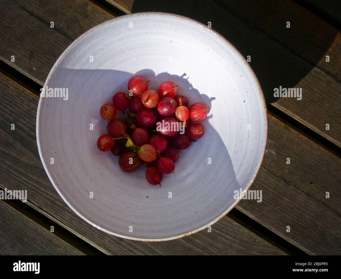Mirtilli rossi appena raccolti in ciotola di ceramica bianca, al sole - Foto Stock