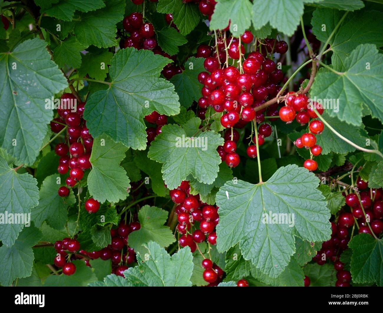 Rossicci che crescono in profusione su cespugli in giardino, Svezia meridionale - Foto Stock