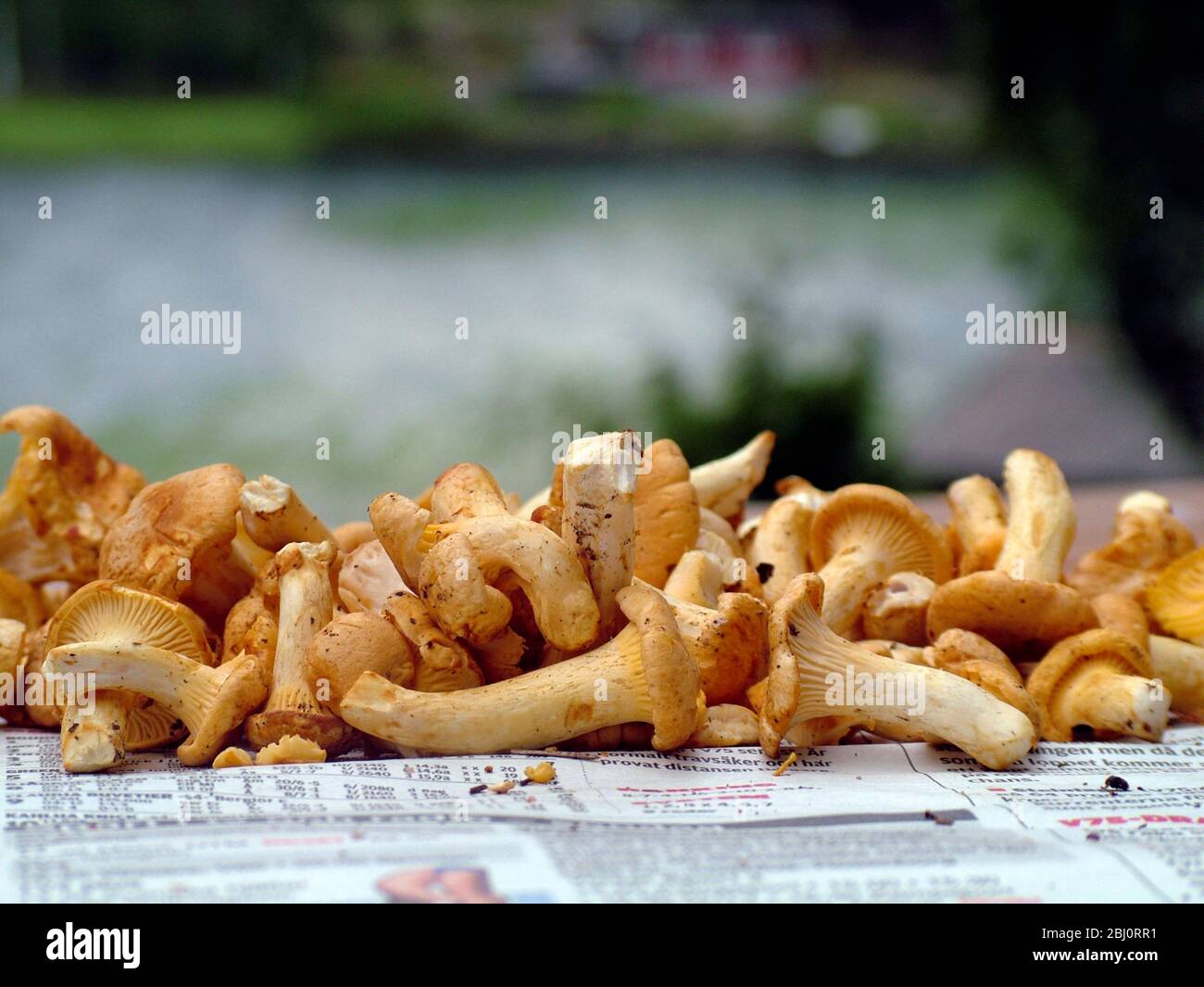 Le Chanterelle gialle o dorate (Cantharellus cibarius) appena raccolte e vengono pulite sul giornale sul tavolo esterno dal lago. Svezia meridionale - Foto Stock