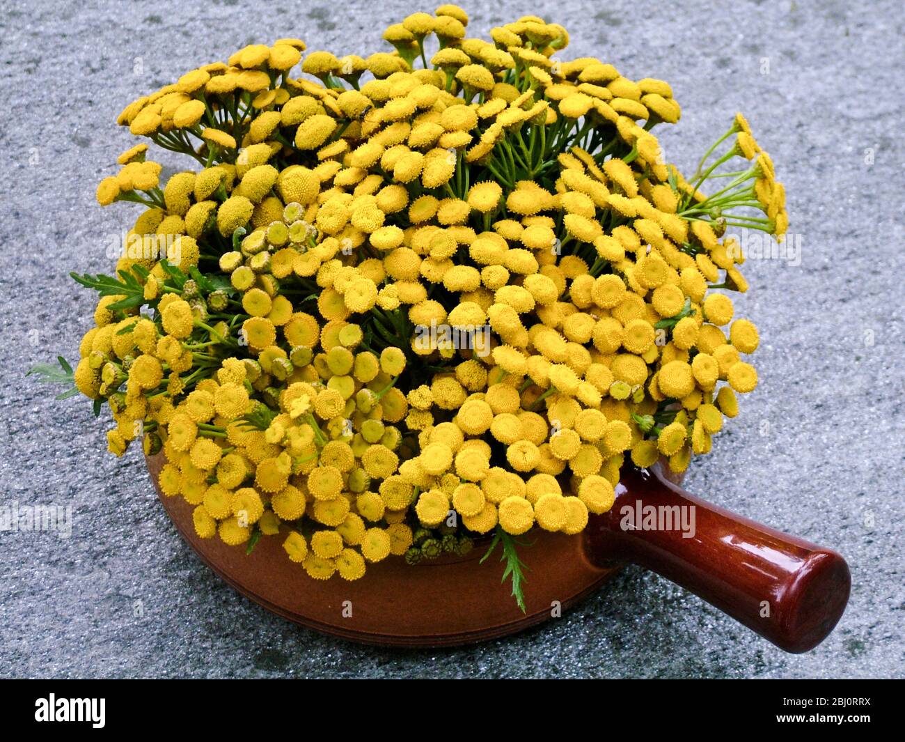 Tansy (Tanacetum vulgare) tagliato corto e sistemato in terracotta piatto di caserole su tavolo di granito dal lago. Conosciuto come renfana in Svezia è un luogo molto popolare Foto Stock