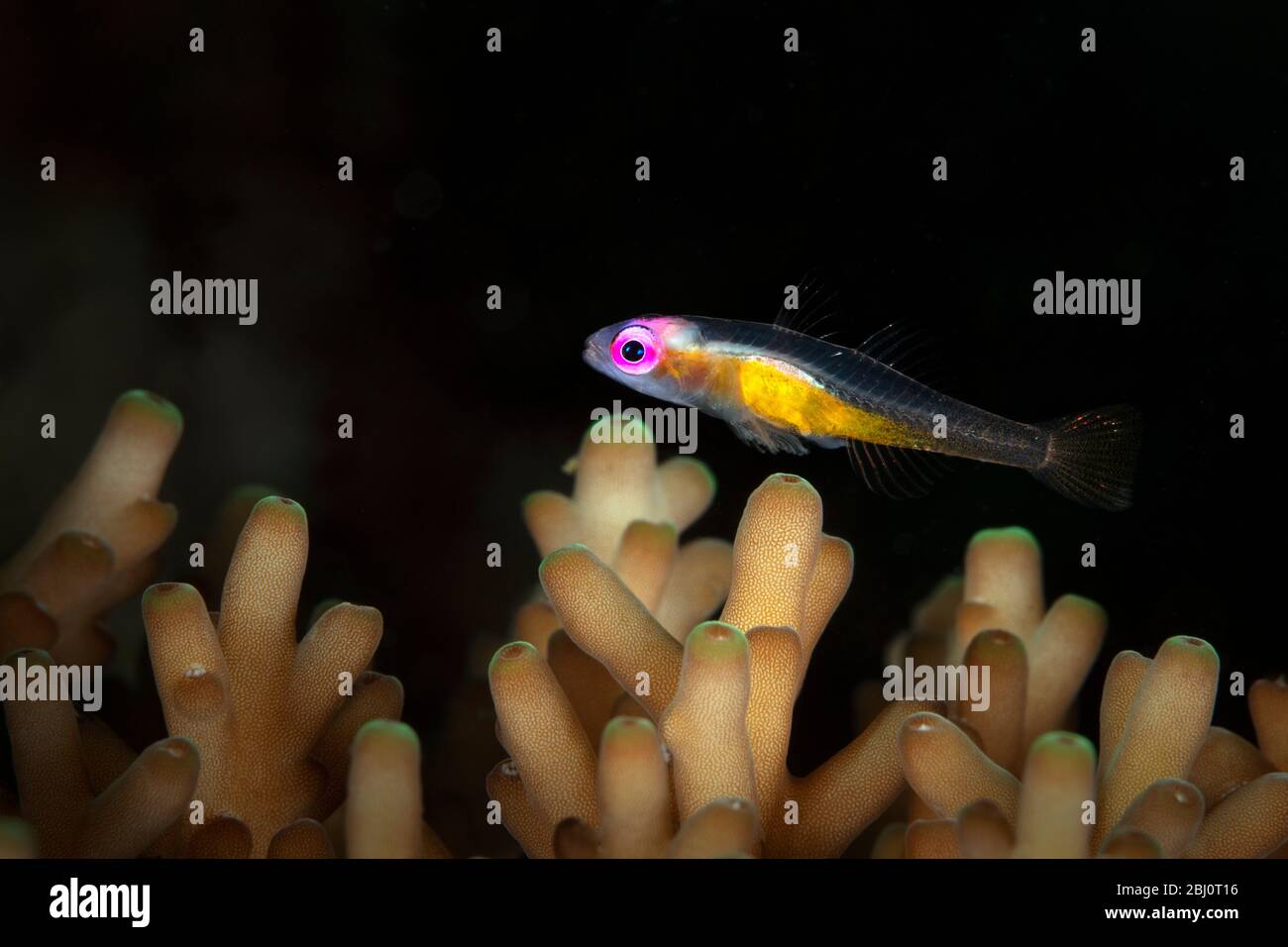 Gomby con occhi rosa (Bryaninops natans). Macro fotografia subacquea da Romblon, Filippine Foto Stock