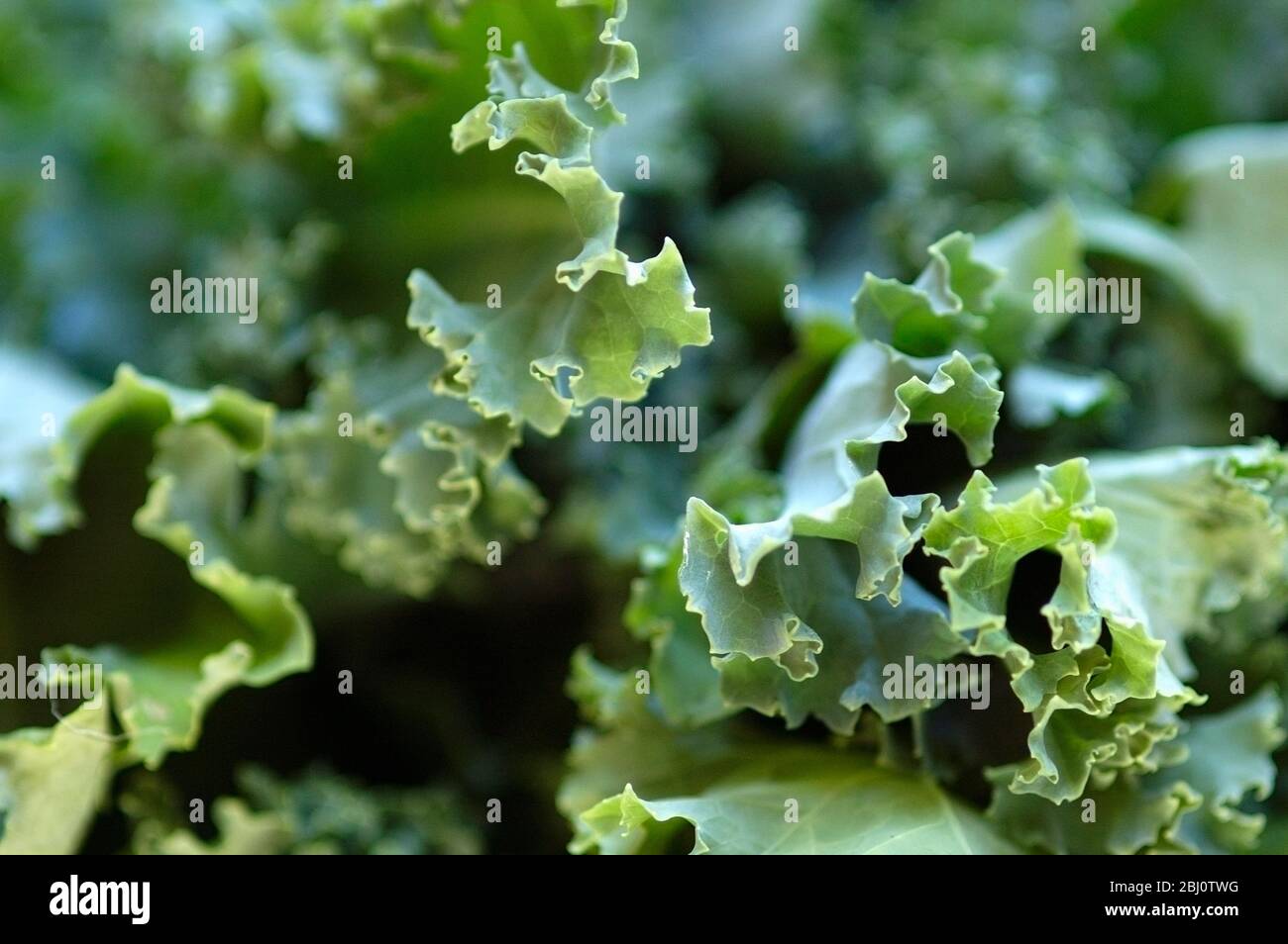 Primo piano dei bordi ricci delle foglie di broccoli appena raccolte - Foto Stock