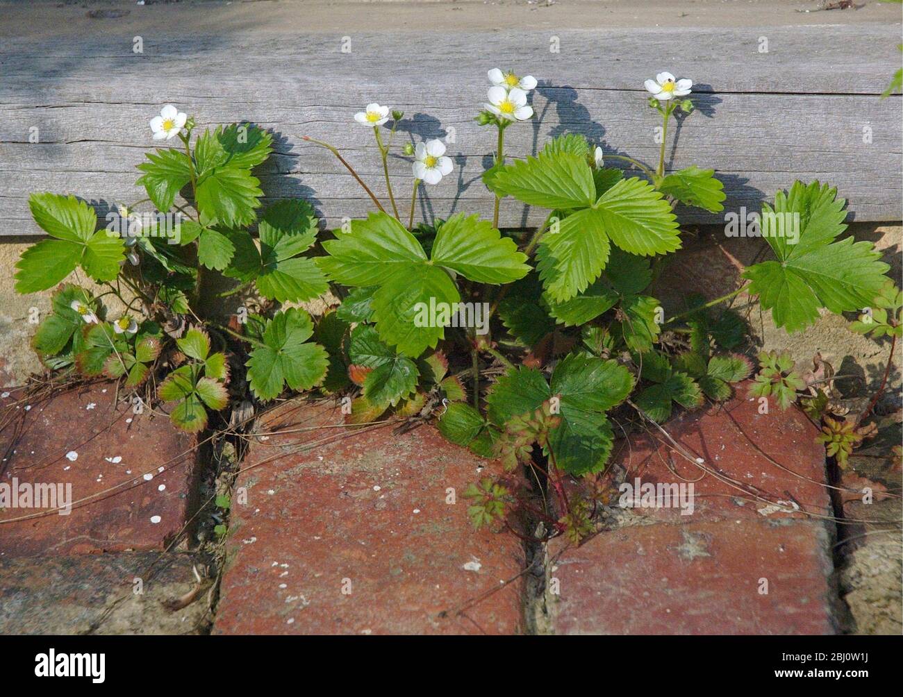 Piante di fragole selvatiche fiorite su sentiero di mattoni - Foto Stock