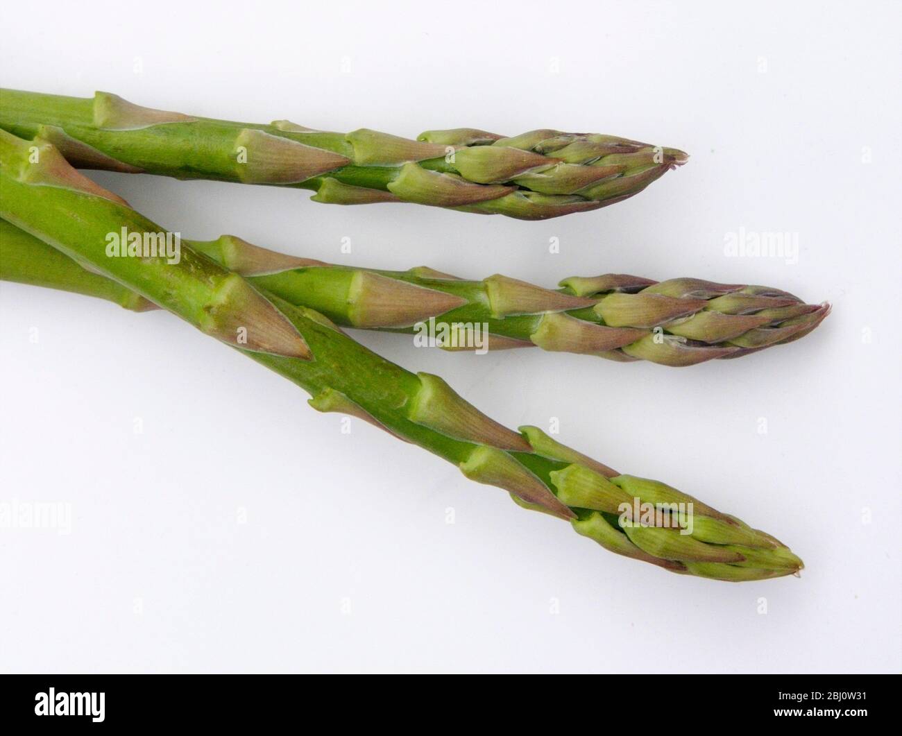 Tre lance di asparagi verdi appena raccolti, su sfondo bianco - Foto Stock