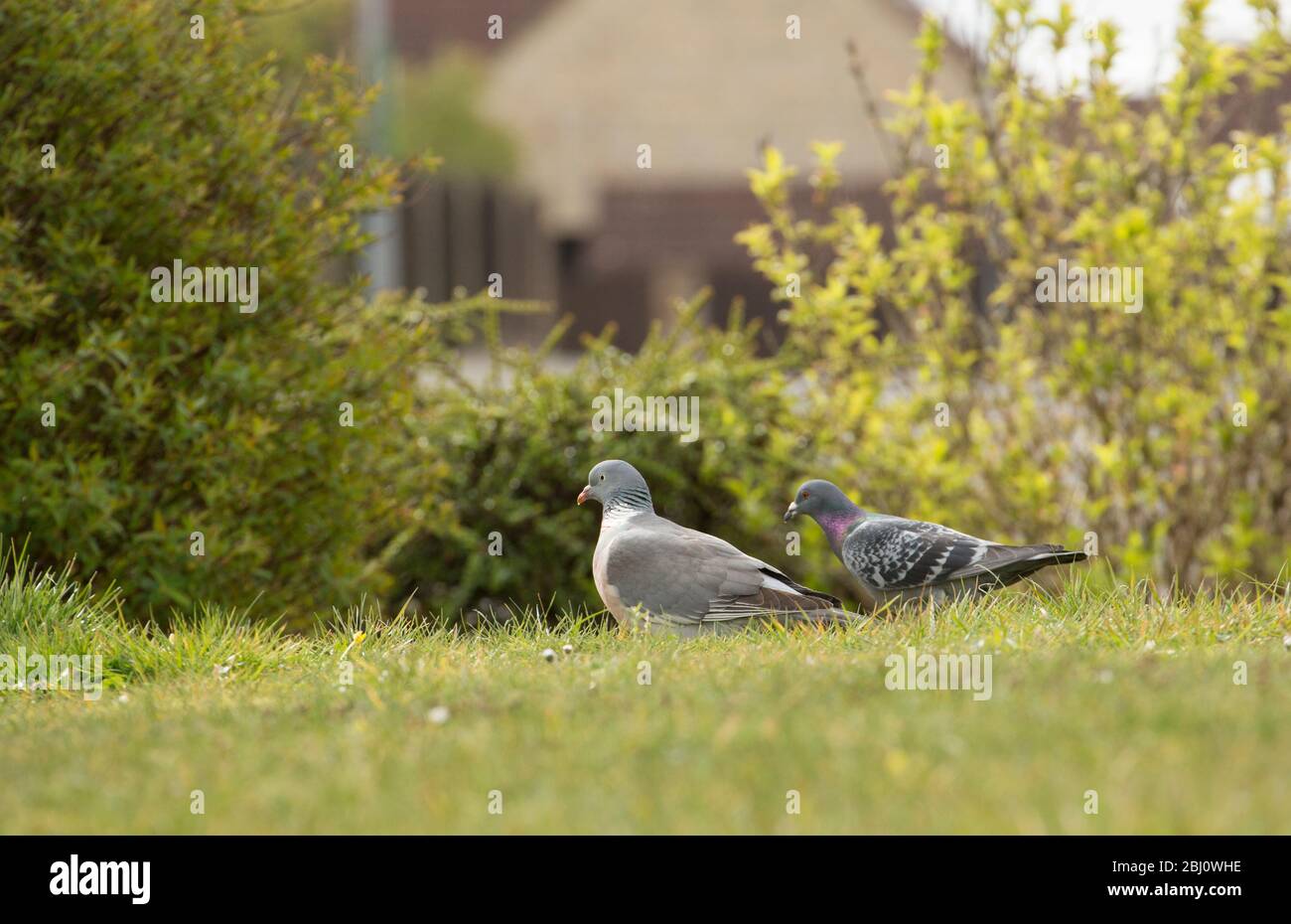 Un piccione di legno, Columba palumbus sulla sinistra, accanto ad un piccione ferale sulla destra, nutrendo su un prato suburbano. Dorset England GB Foto Stock