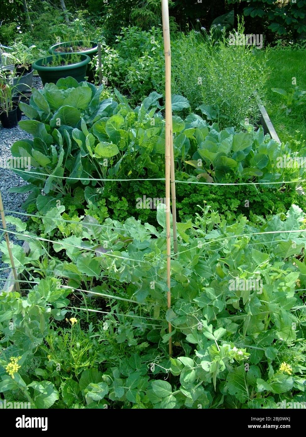 Piccolo appezzamento vegetale produttivo con prodotti abbondanti - Foto Stock