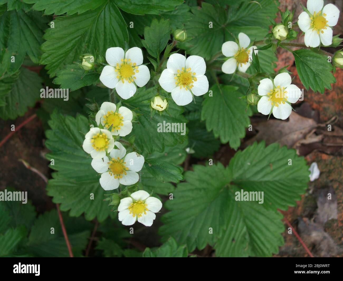 Piante di fragole selvatiche fiorite su sentiero di mattoni - Foto Stock