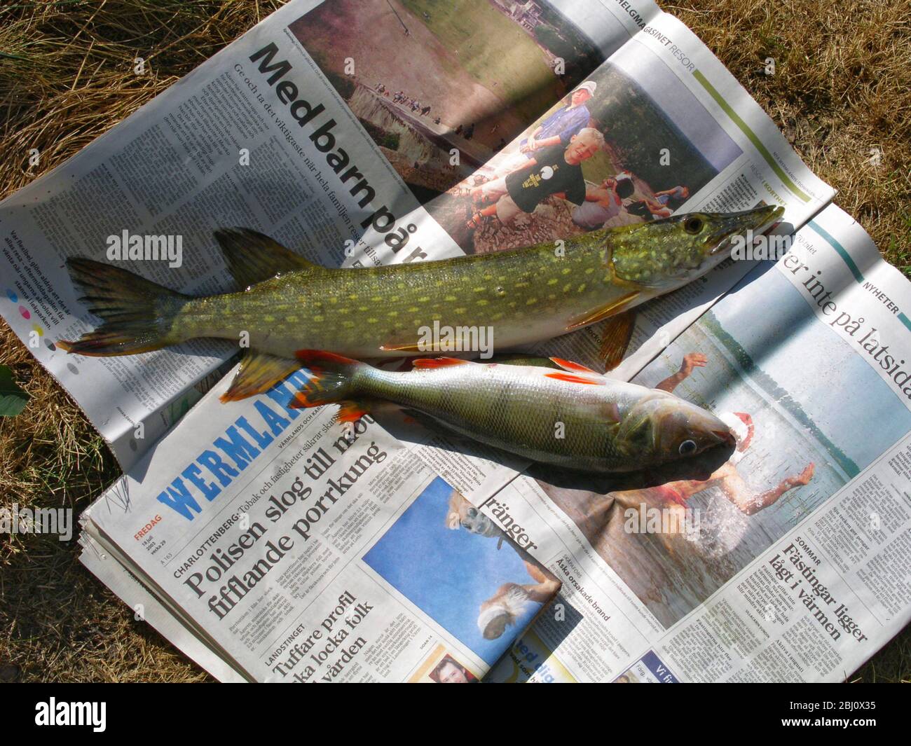 Pesce persico e luccio appena pescato sul giornale prima della pulizia e dell'eviscerazione - Foto Stock