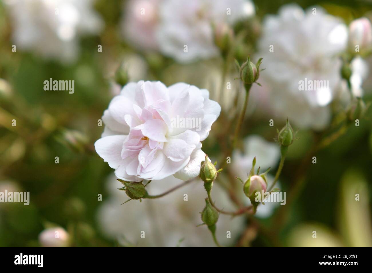 Paul's Himalayan Musk è rosa a pieno fiore nel mese di giugno in Kent, Inghilterra - Foto Stock