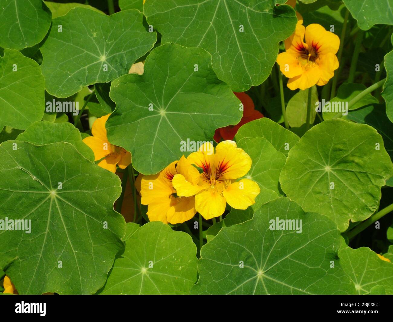Fiori e foglie di nasturzio - Foto Stock