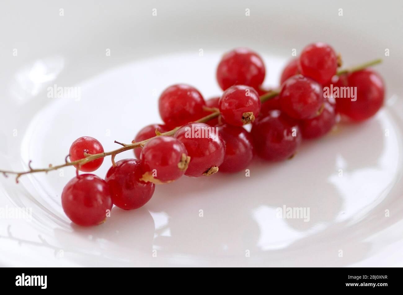 Frutti di bosco al ribes rosso su gambo su piatto bianco lucido - Foto Stock