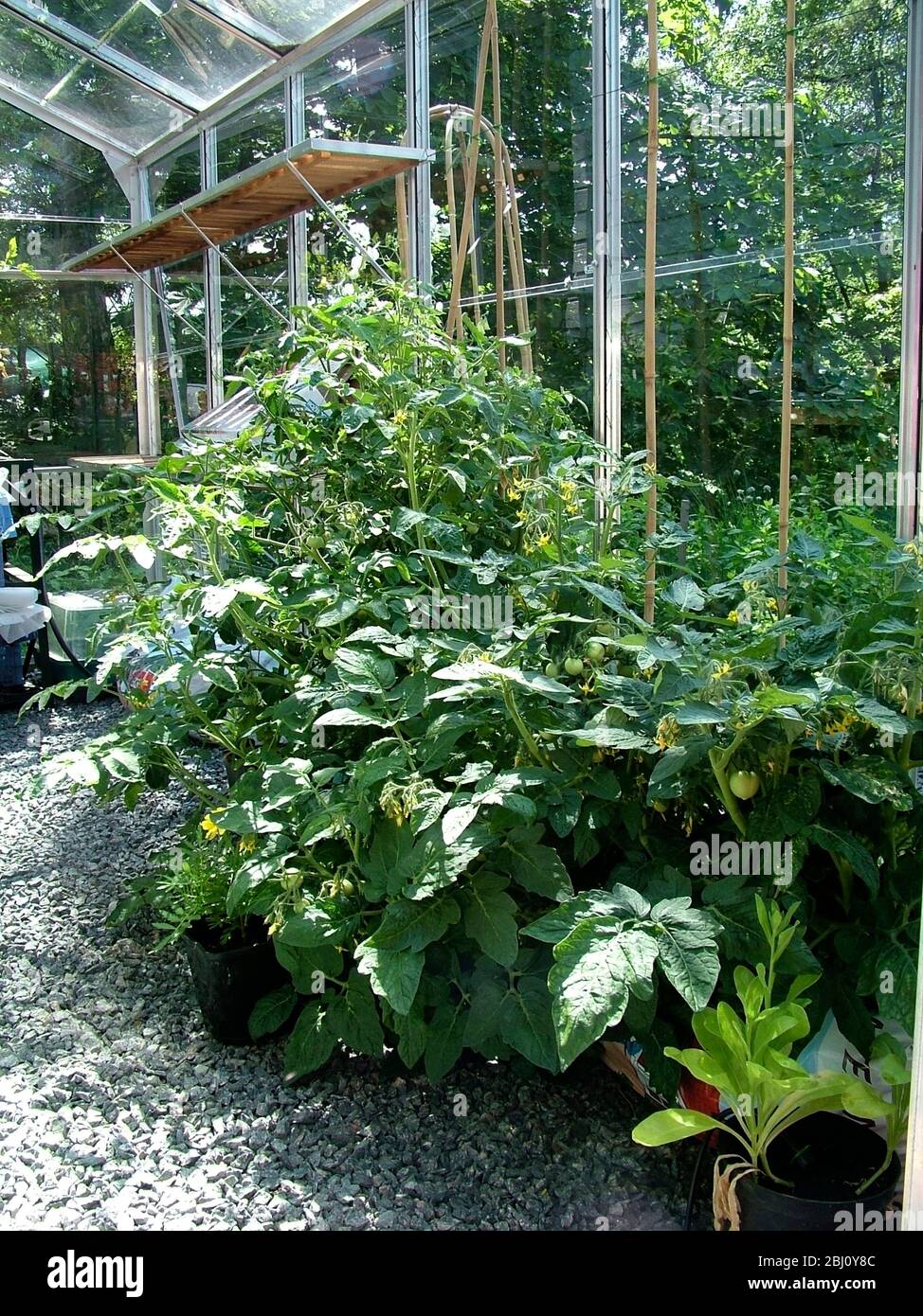 Piante di pomodoro vigorose in serra nella Svezia meridionale - Foto Stock