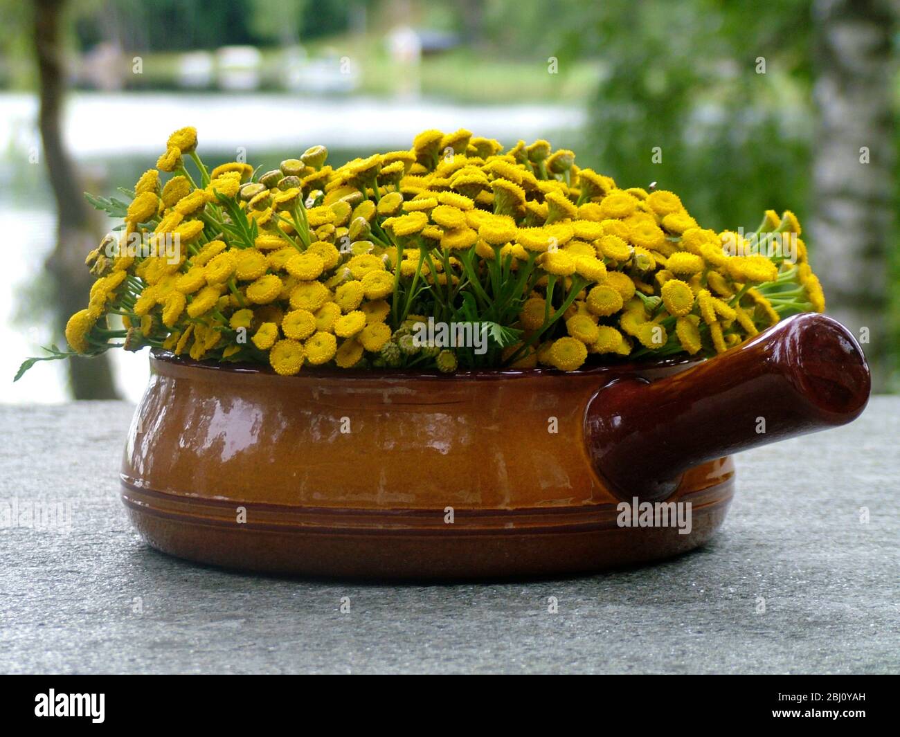 Tansy (Tanacetum vulgare) tagliato corto e sistemato in terracotta piatto di caserole su tavolo di granito dal lago. Conosciuto come renfana in Svezia è un luogo molto popolare Foto Stock