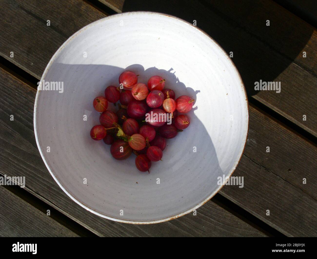 Mirtilli rossi appena raccolti in ciotola di ceramica bianca, al sole - Foto Stock